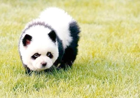 跟熊猫一样的狗叫什么