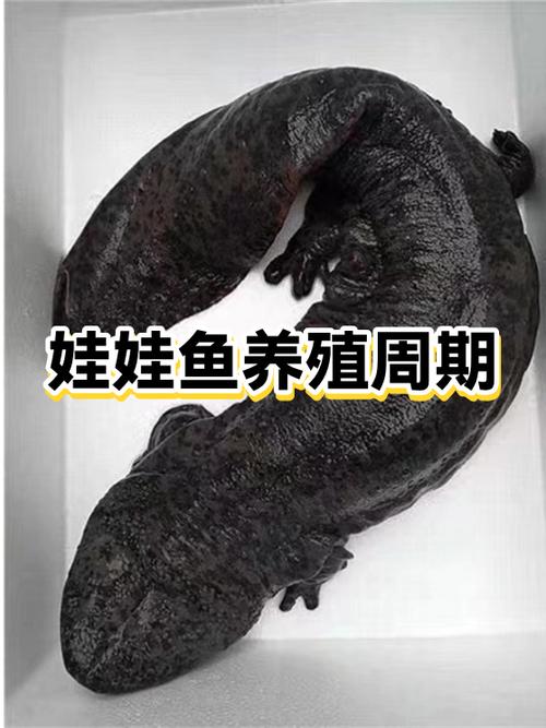 娃娃鱼制作方法和步骤