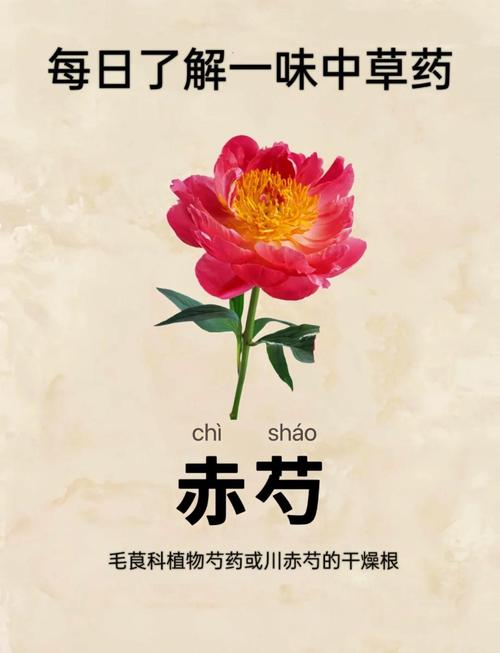 中药赤芍图片