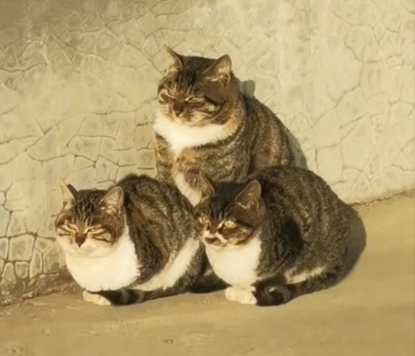 叠猫猫是什么意思缩略图
