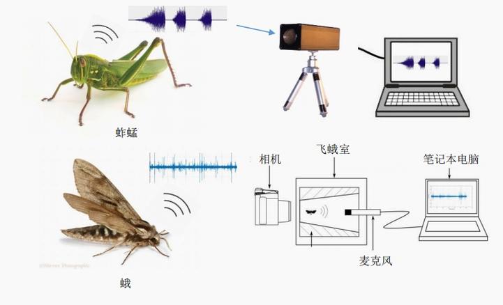 超声波声音