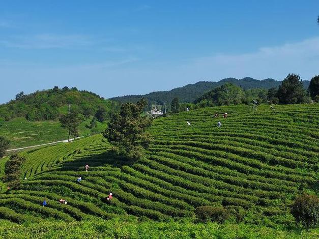 田野的春天茶叶面