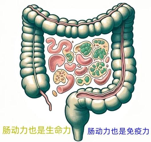 恢复肠动力最好的方法