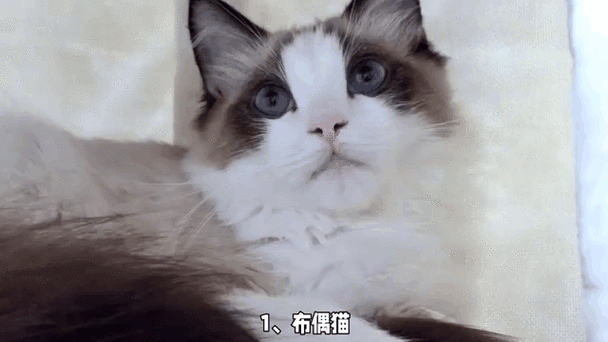 十大颜值最高的猫