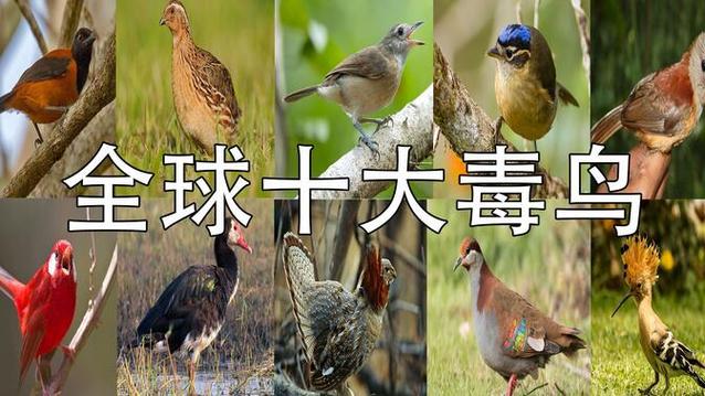 十大剧毒鸟图片