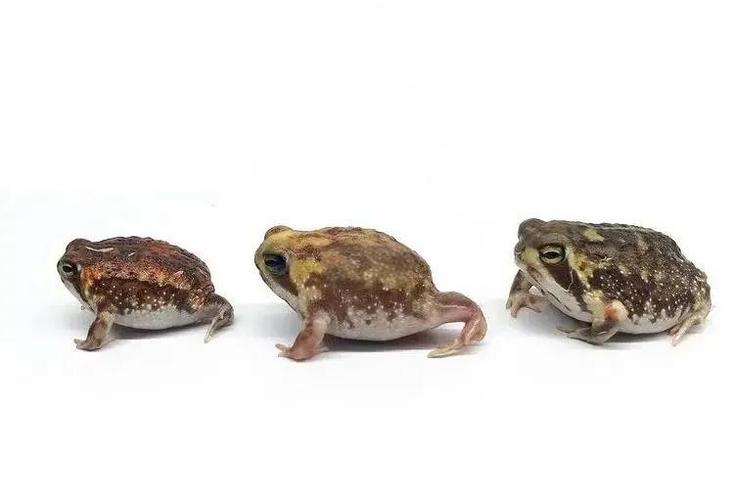 宠物蛙怎么养