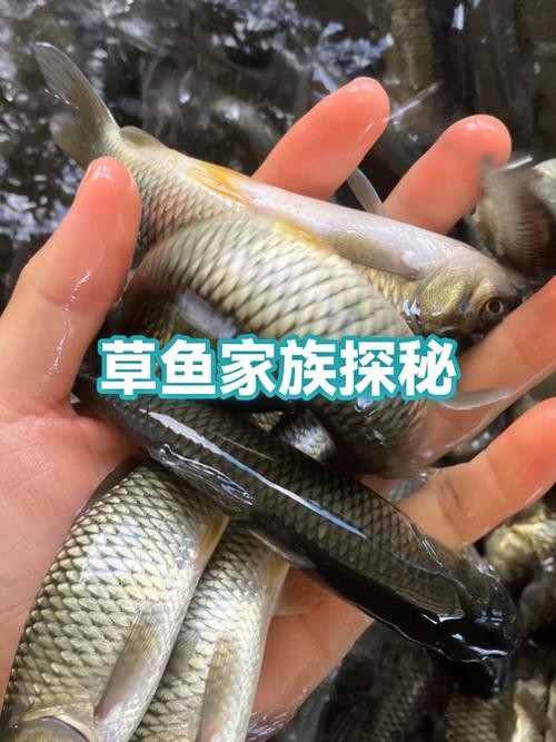 圆鳞和栉鳞结构图
