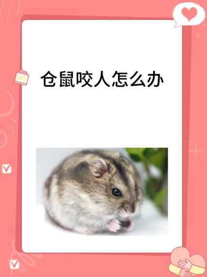 仓鼠咬人的前兆缩略图