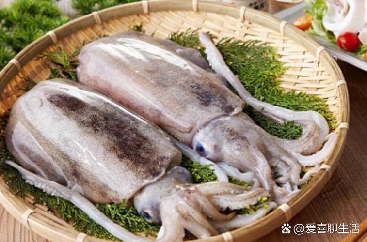 墨鱼硬壳有什么用处