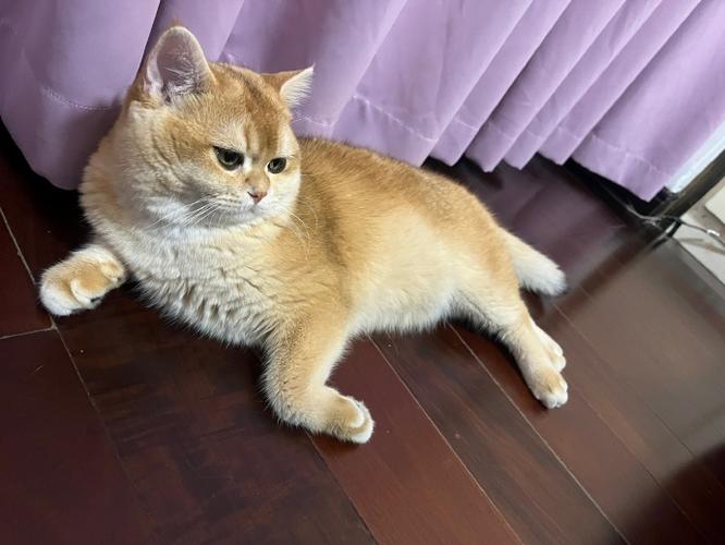 金渐层成年后的颜色和形态特征