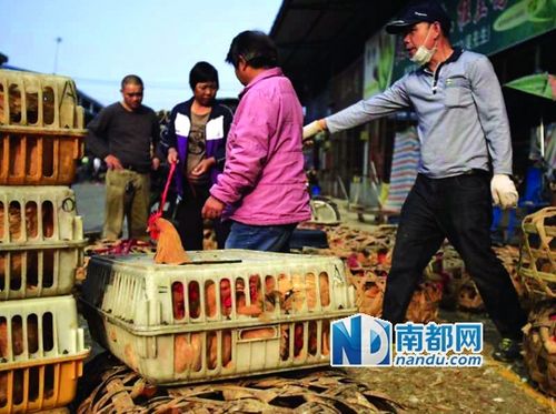 活禽批发市场附近