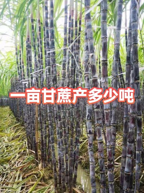 甘蔗的亩产量是多少公斤