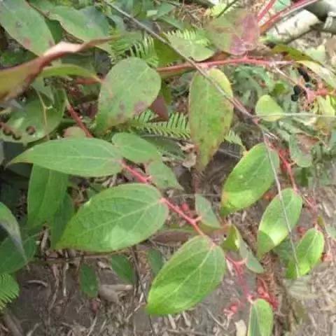 透骨香by音清纯