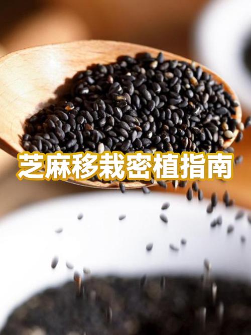 黑芝麻一天吃多少克合适