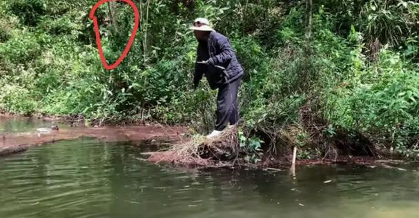 哀牢山巨蟒真实照片