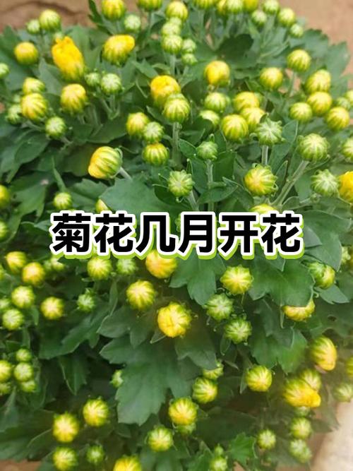 菊花一般几月份开花