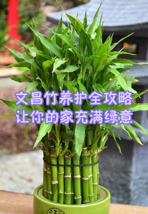 竹子镇宅的正确方法