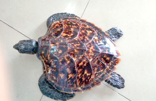 乌龟恨主人的表现缩略图