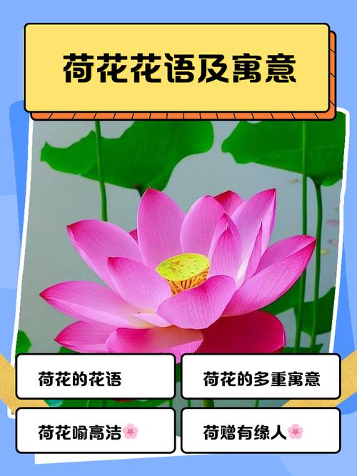 来乐app名莲是什么意思