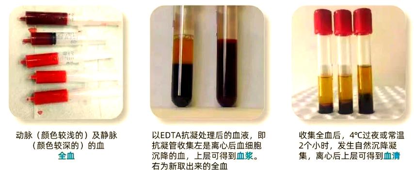 收集血液的任务步骤游戏截图