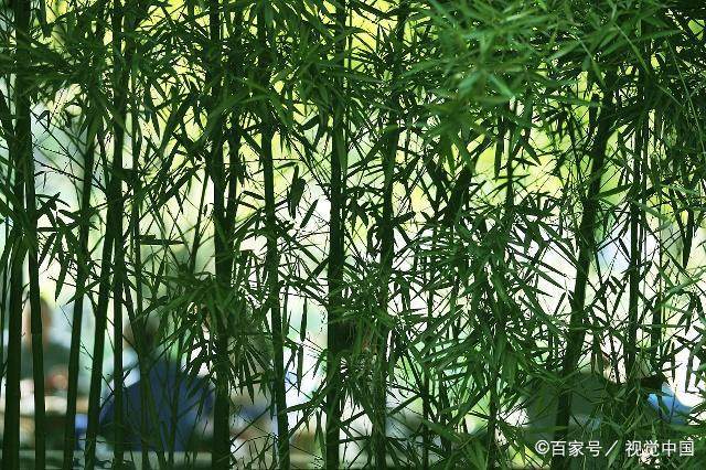 非草非木