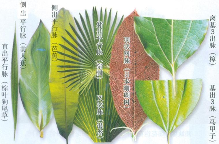 脉分几种