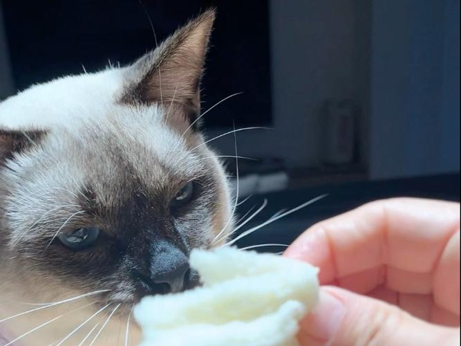 猫能吃馒头吗