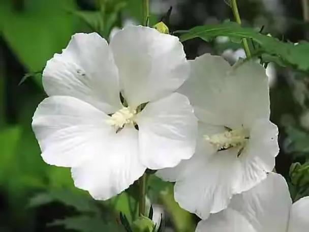木槿花语和寓意图标
