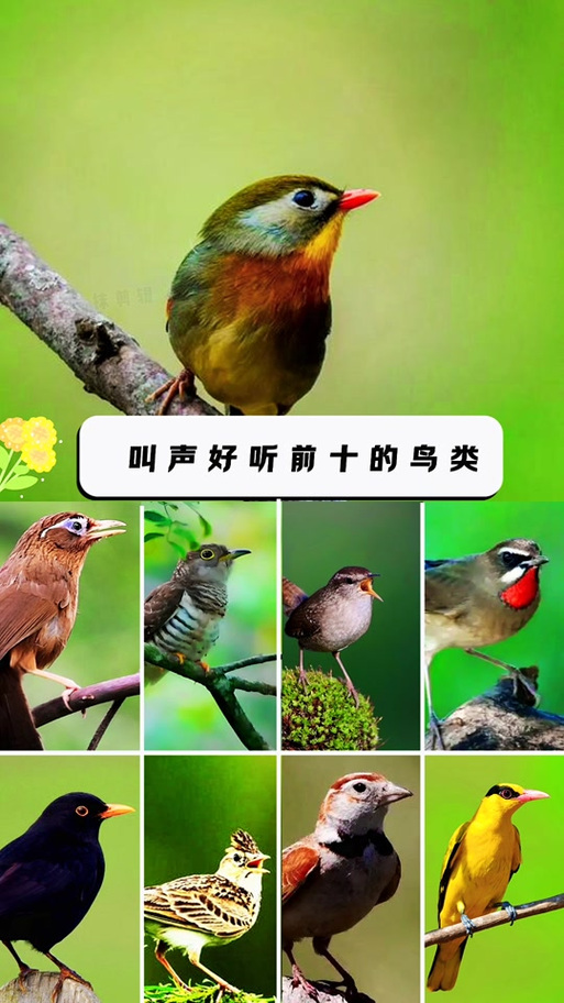 100种鸟叫声音大全