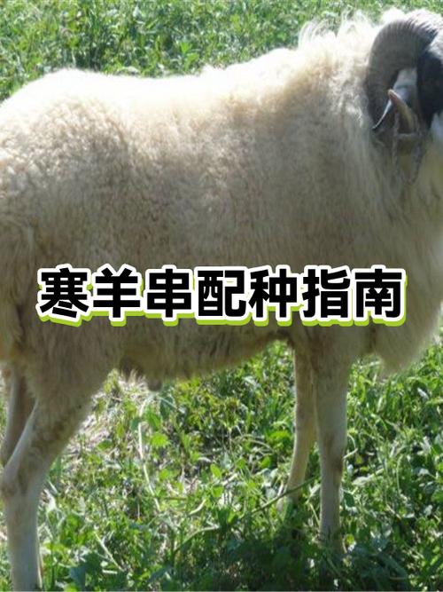 如何让羊听话