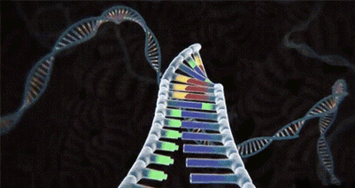元界双链DNA2020动态