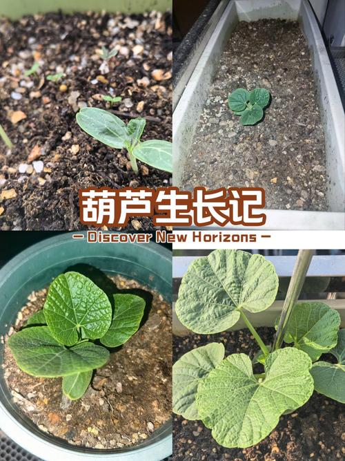 葫芦的生长过程图片缩略图