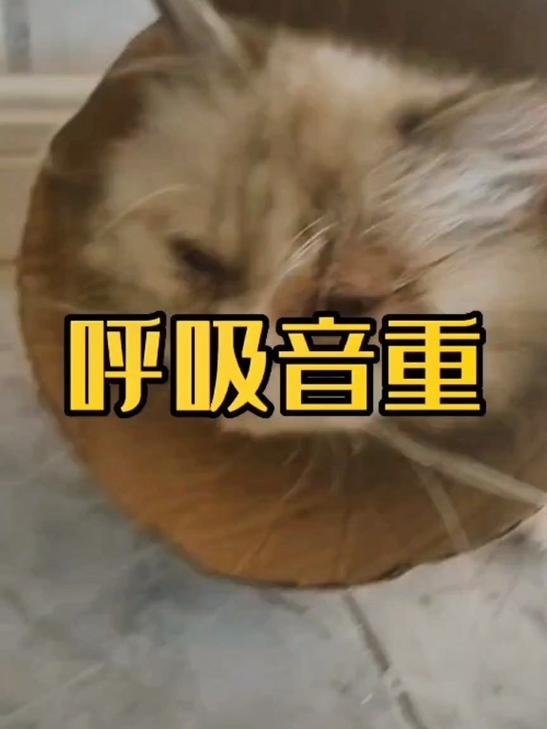 猫猫急喘怎么办