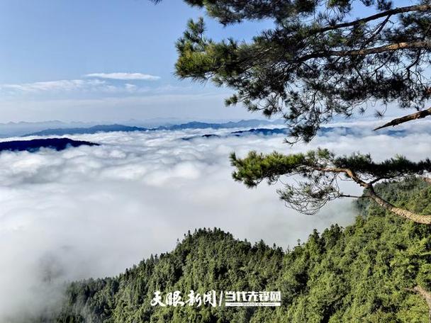 凤凰和飞鸽哪个档次高
