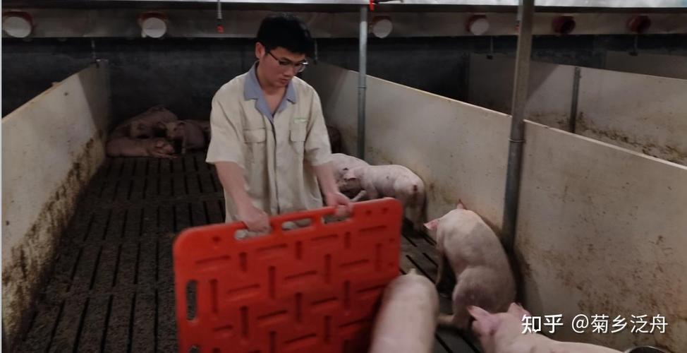 养猪的工作怎么样