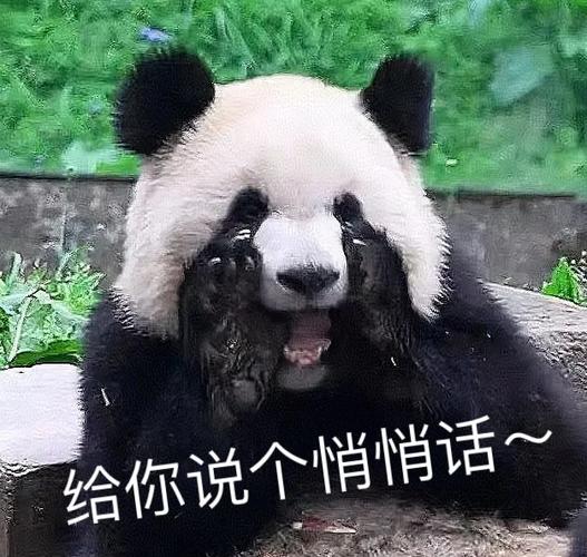 qq熊猫表情包在哪下载