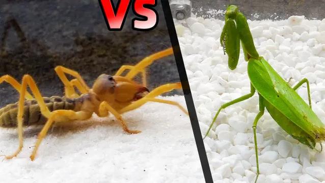 非洲绿巨螳螂vs避日蛛