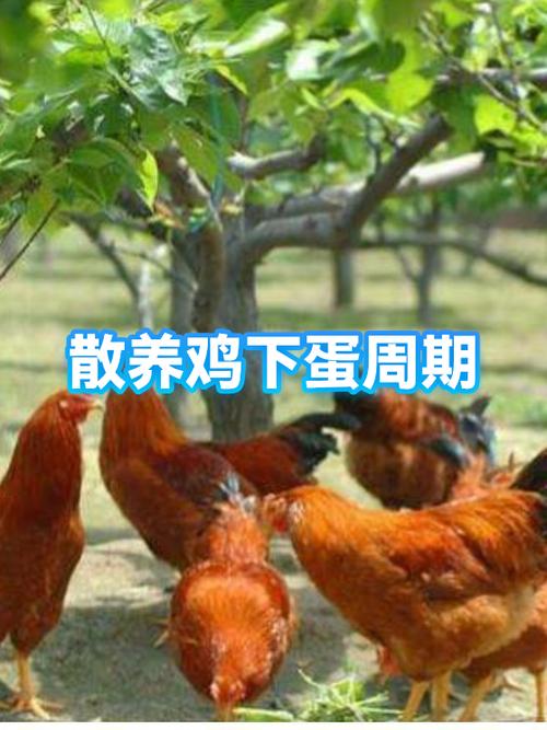 散养笨鸡几个月下蛋