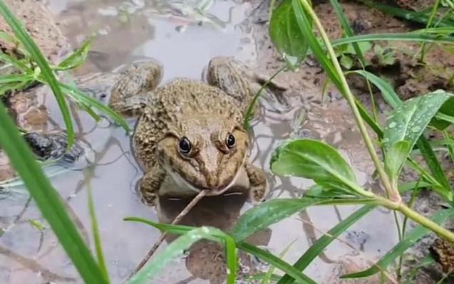田鸡打电话