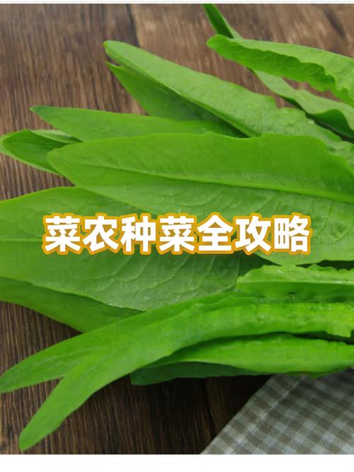 拼多多种菜怎么收成减半了