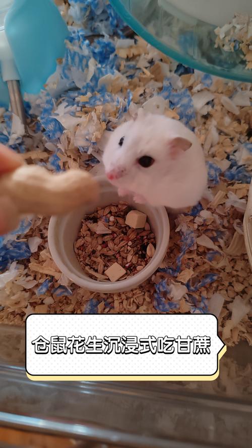 仓鼠一天能吃多少花生