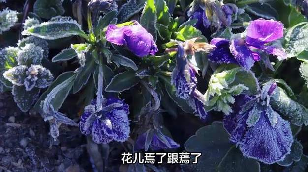 花儿焉了跟蔫了的区别