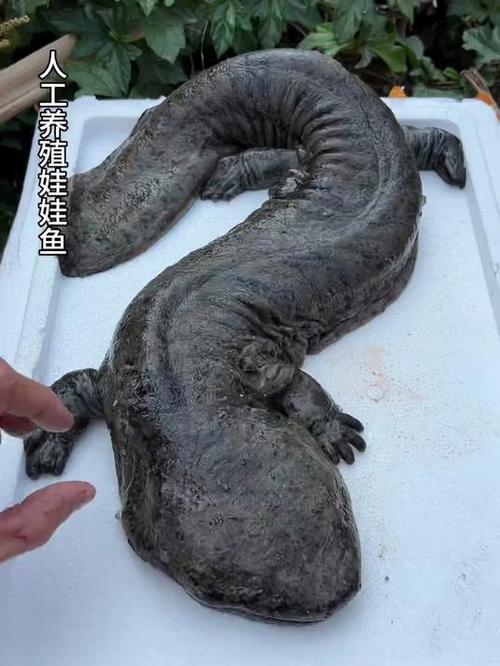 手工制作娃娃鱼
