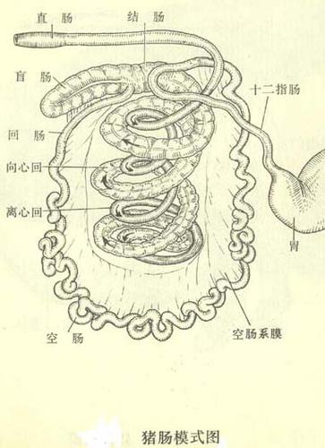 猪儿肠是哪个部位图片
