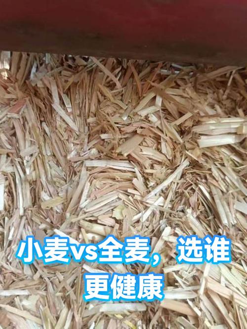 唱歌全麦和半麦有什么区别