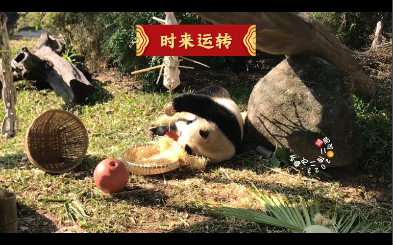 时来运转打一动物截图