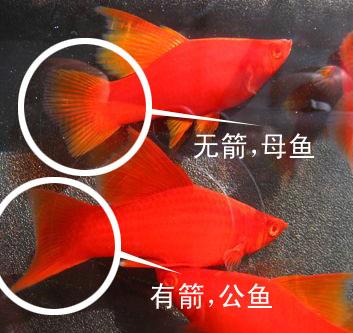 红箭鱼一公配几母