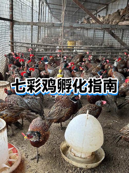 什么时候孵小鸡最好
