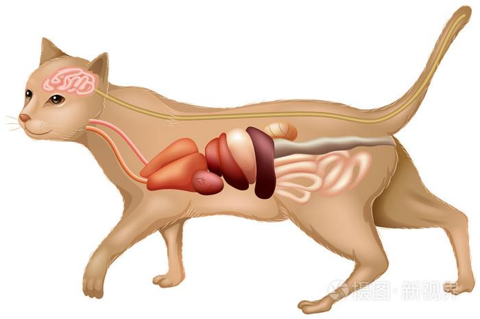 医学猫题库
