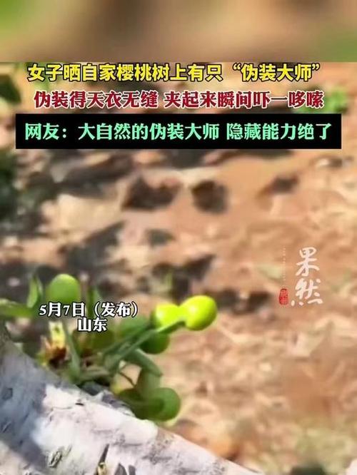 怎么拍树上的文字好看